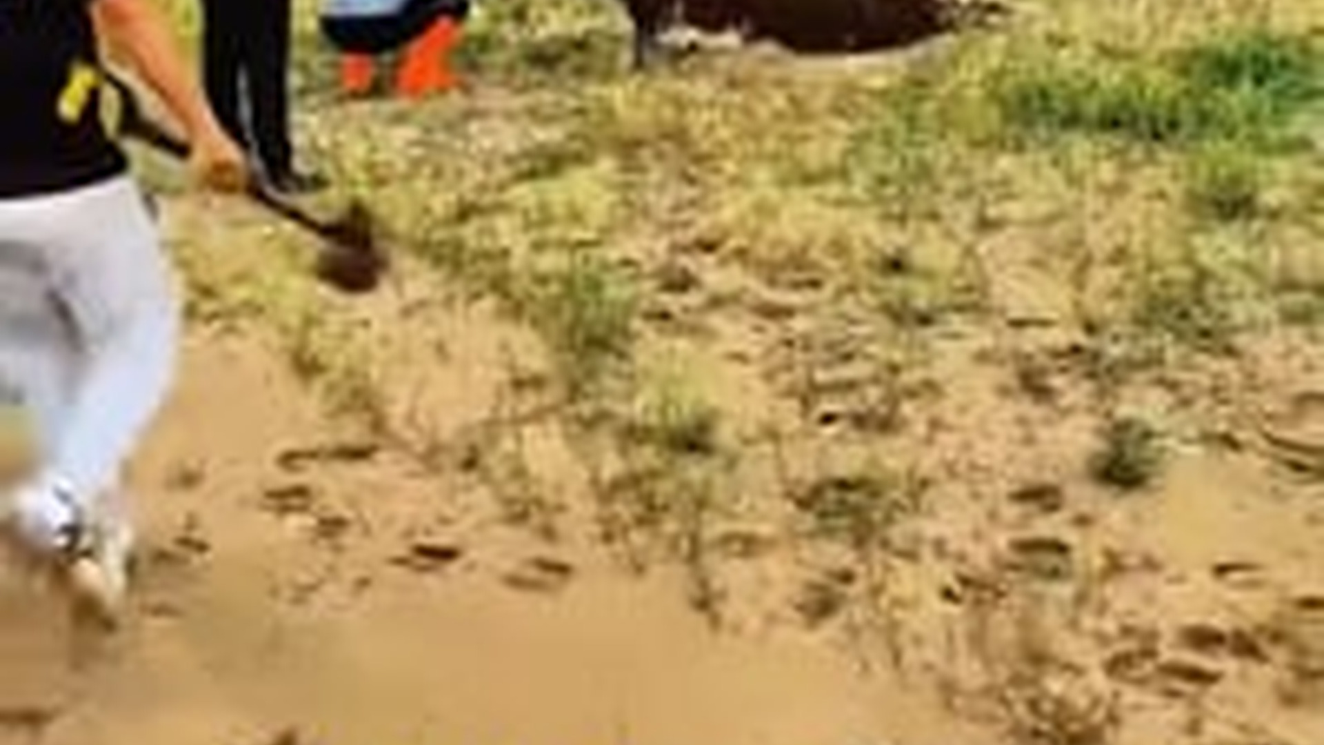 N3003027_Helping A Cow Led To Unexpected Ending #animalrescue #wildliferescue