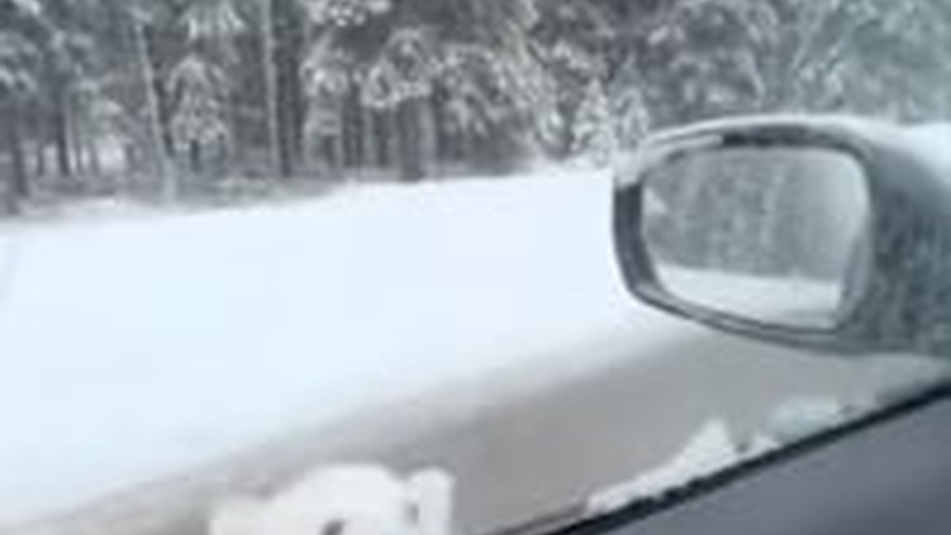 N3003033_Polar Bear Came Asking For Help And Was Saved #wildliferescue #animalrescue