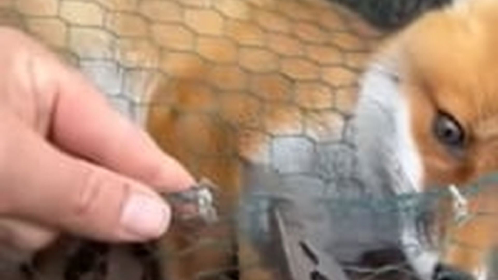 N3003036_We Saved A Fox And Something Incredible Happened #wildliferescue #animalrescue