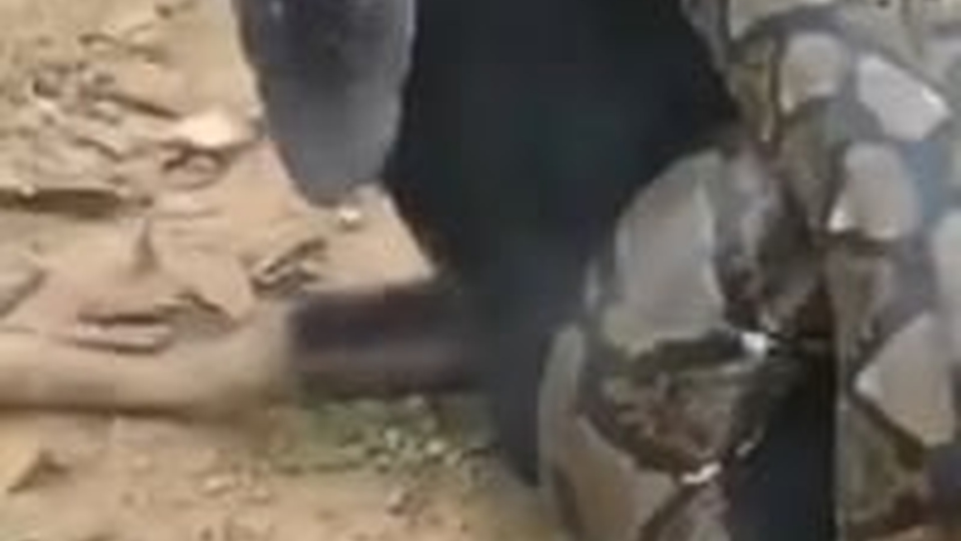 N3003042_Weak Animal Was Gasping For Breath Until Help Came #animalrescue #saveanimals