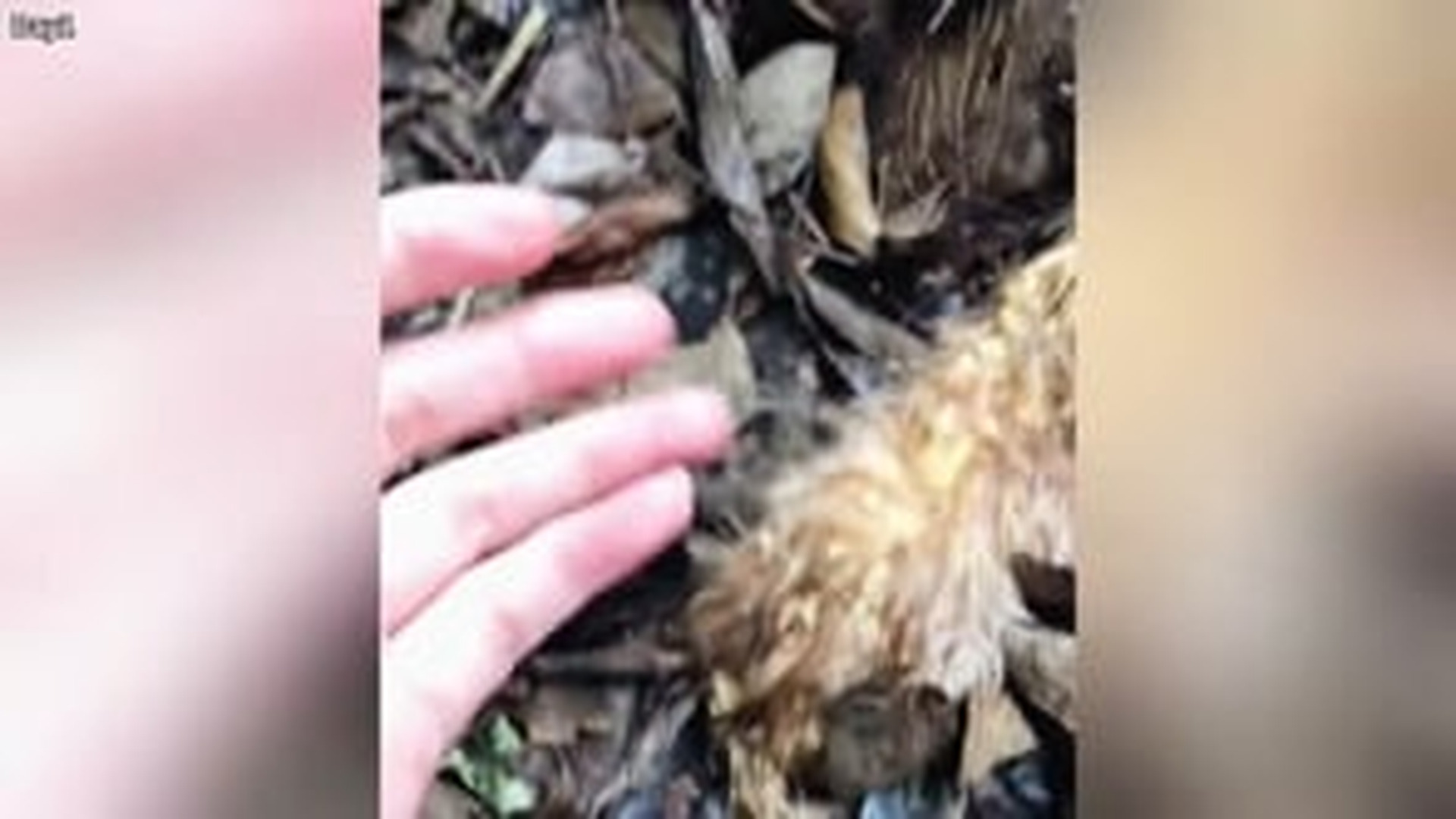 N3003044_In dead leaves lay dying kitten, her wet_part1