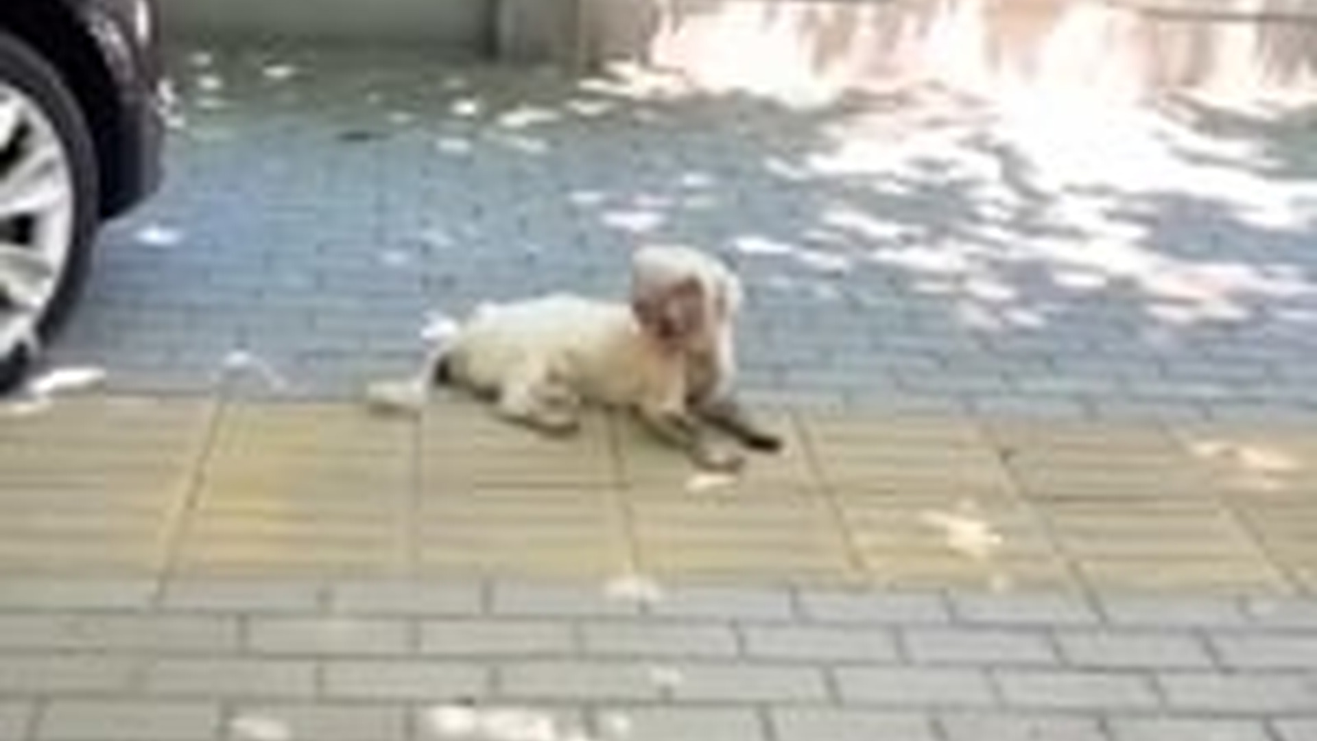 N3003046_He Cried When He Saw The Dog In Pain #dogrescue #saveanimals