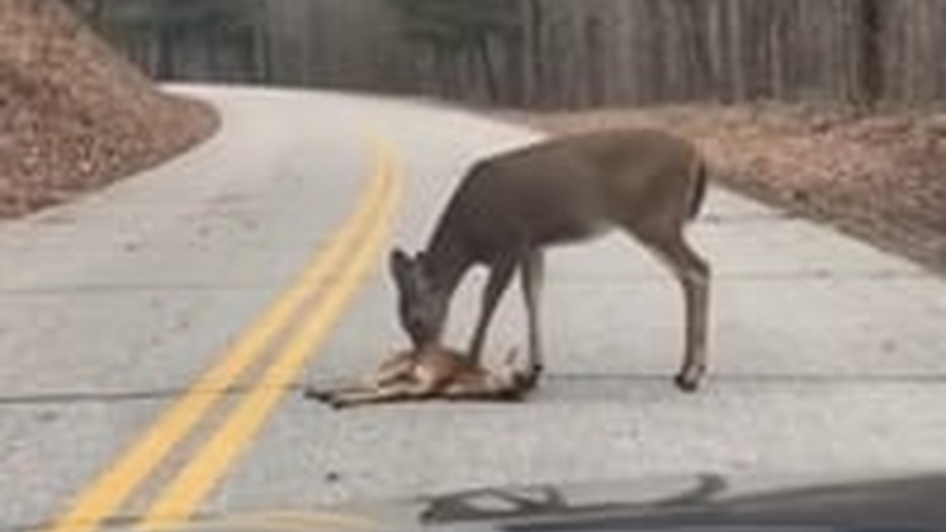 N3003048_Mother Deer Desperately Approached A Human Begging Him To Save Her Helpless Baby #animalrescue #wildlife