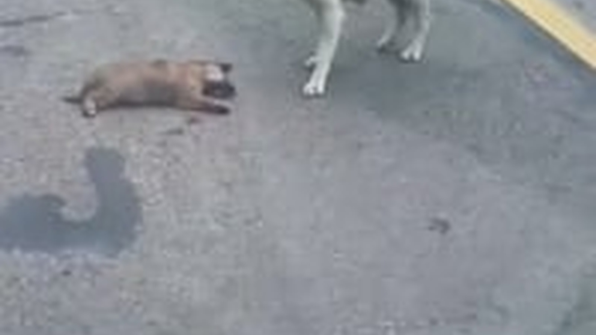 N3003050_She Was Heartbroken Until Someone Helped Her Heal #animalrescue #helpanimals