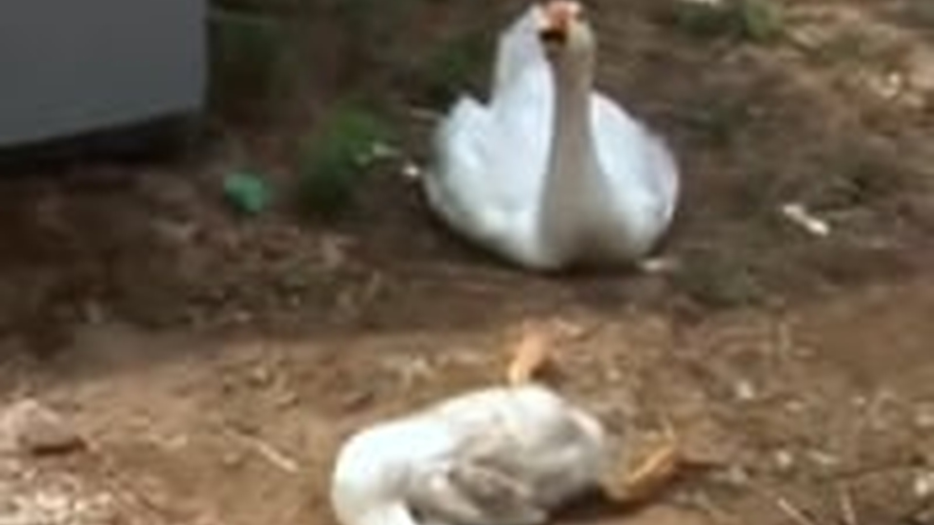 N3003055_Helpless Duck Rescued Just In Time After Struggling Alone In A Dangerous Situation #animalrescue #saveanimals