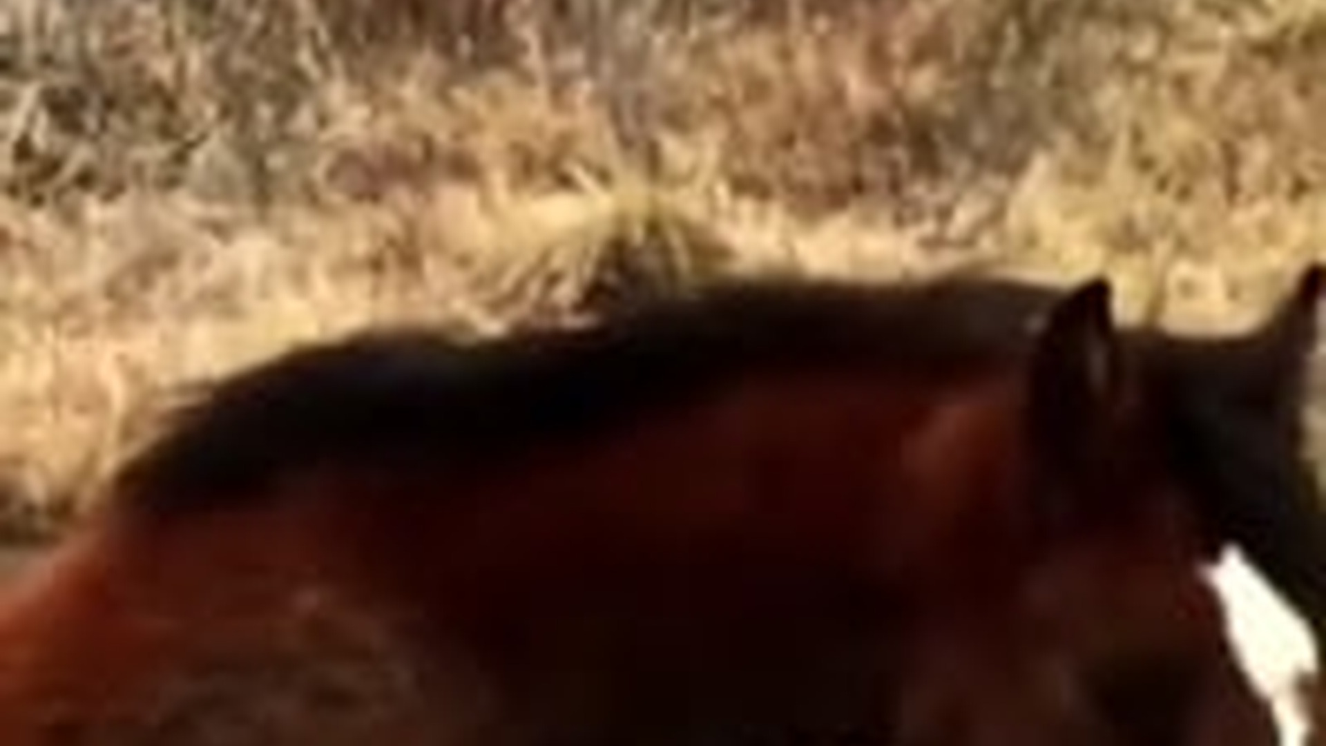 N3003056_Walking Alone He Heard A Cry That Changed Everything #animalrescue #helpanimals