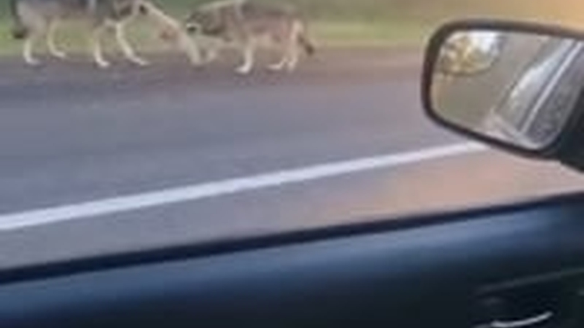 N3003057_Man Who Rescued A Tiny Puppy Gave It Hope Safety And A New Beginning In Life #rescuedog #animalrescue