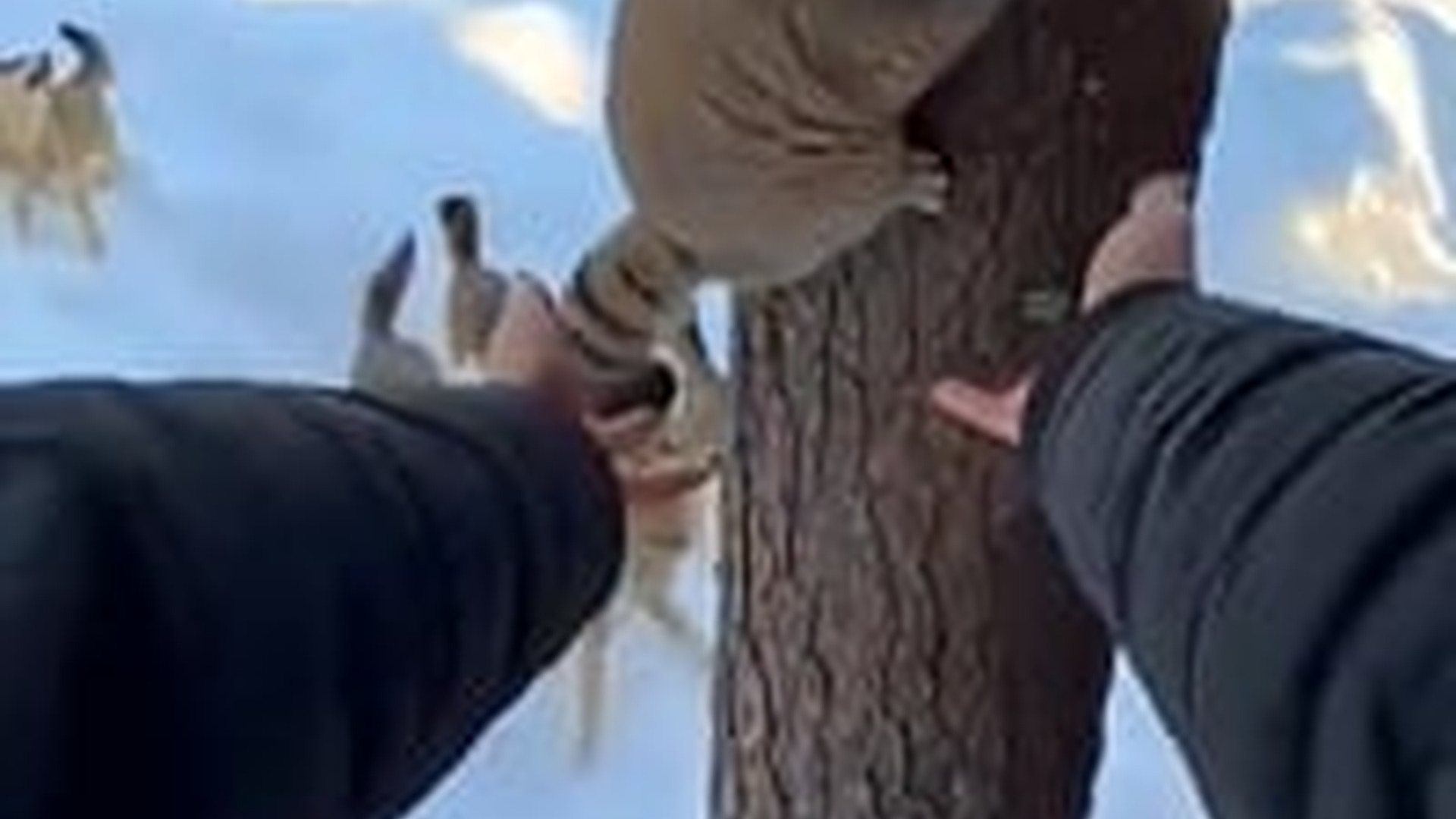 N3003058_Urgent Animal Rescue Call Brought Hope To A Helpless Life That Needed Immediate Help #animalrescue #saveanimals