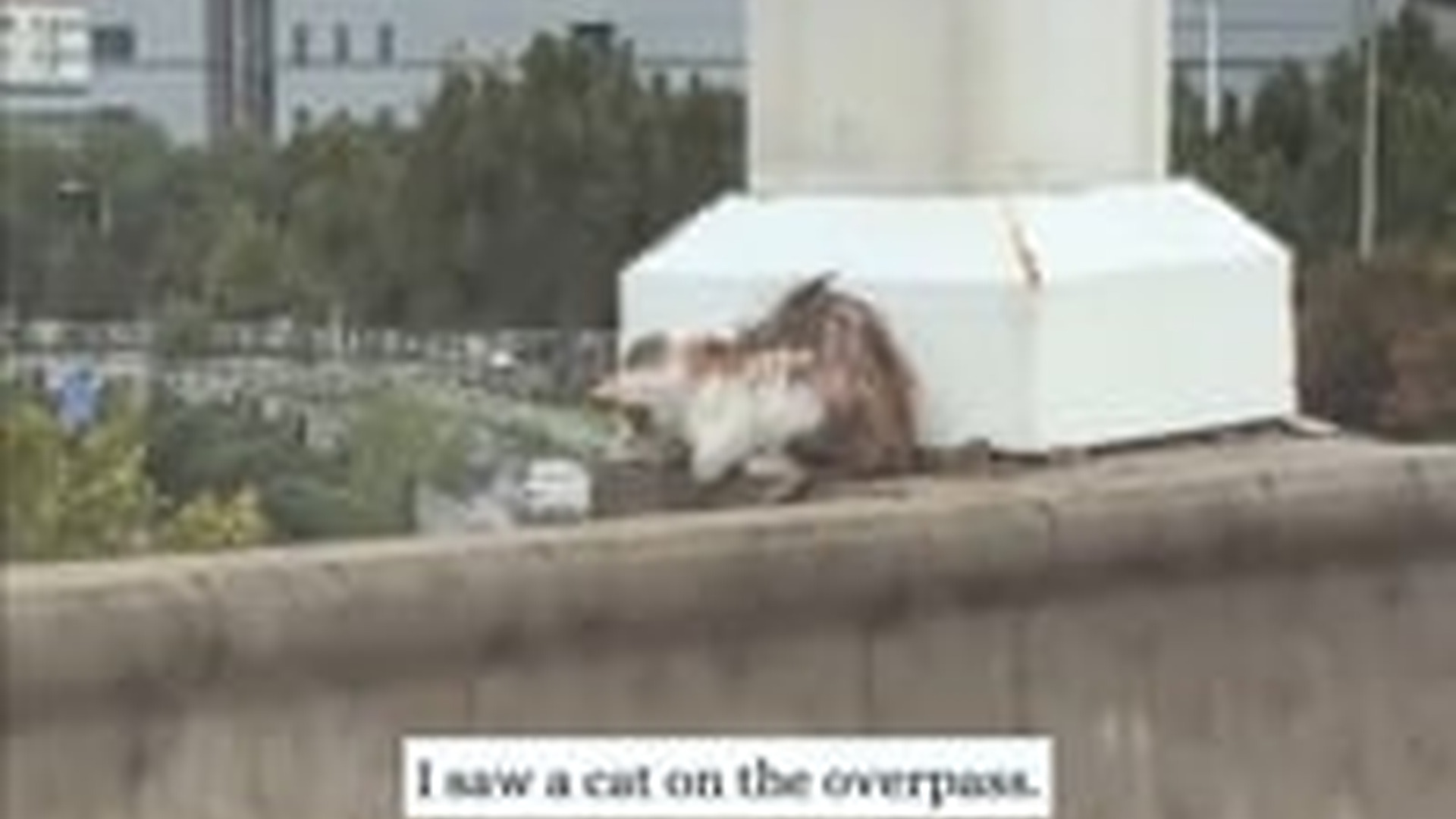 N3003060_Tiny Kitten Left Alone On A Dangerous Overpass Finally Found Someone Who Refused To Leave It Behind #rescuedcat #animal