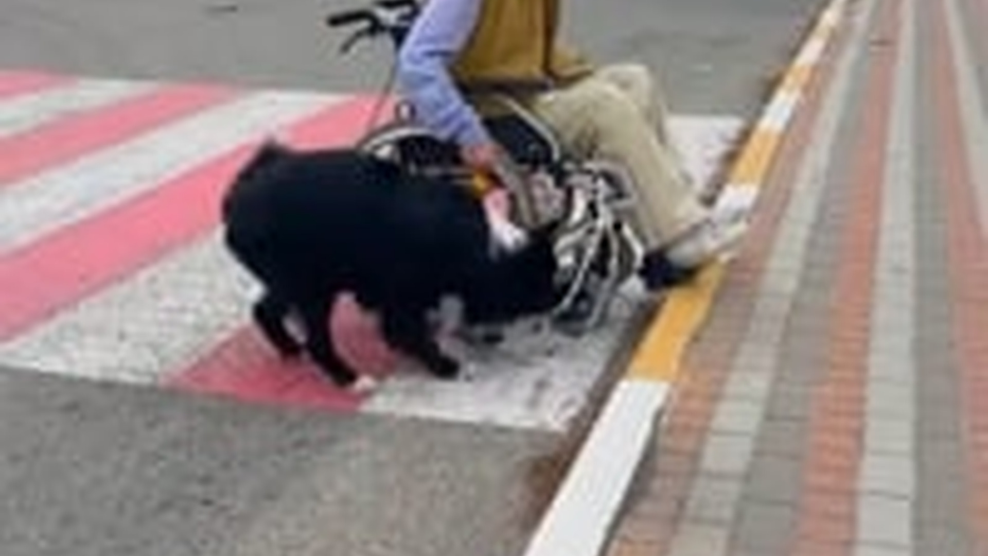 N3003063_Clever Dog Helped Elderly Man In Difficult Moment #dogrescue #animalrescue