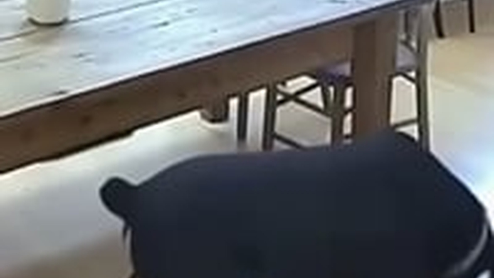 N3003065_Hero Dog Saved A Life And Became A Legend #dogrescue #saveanimals