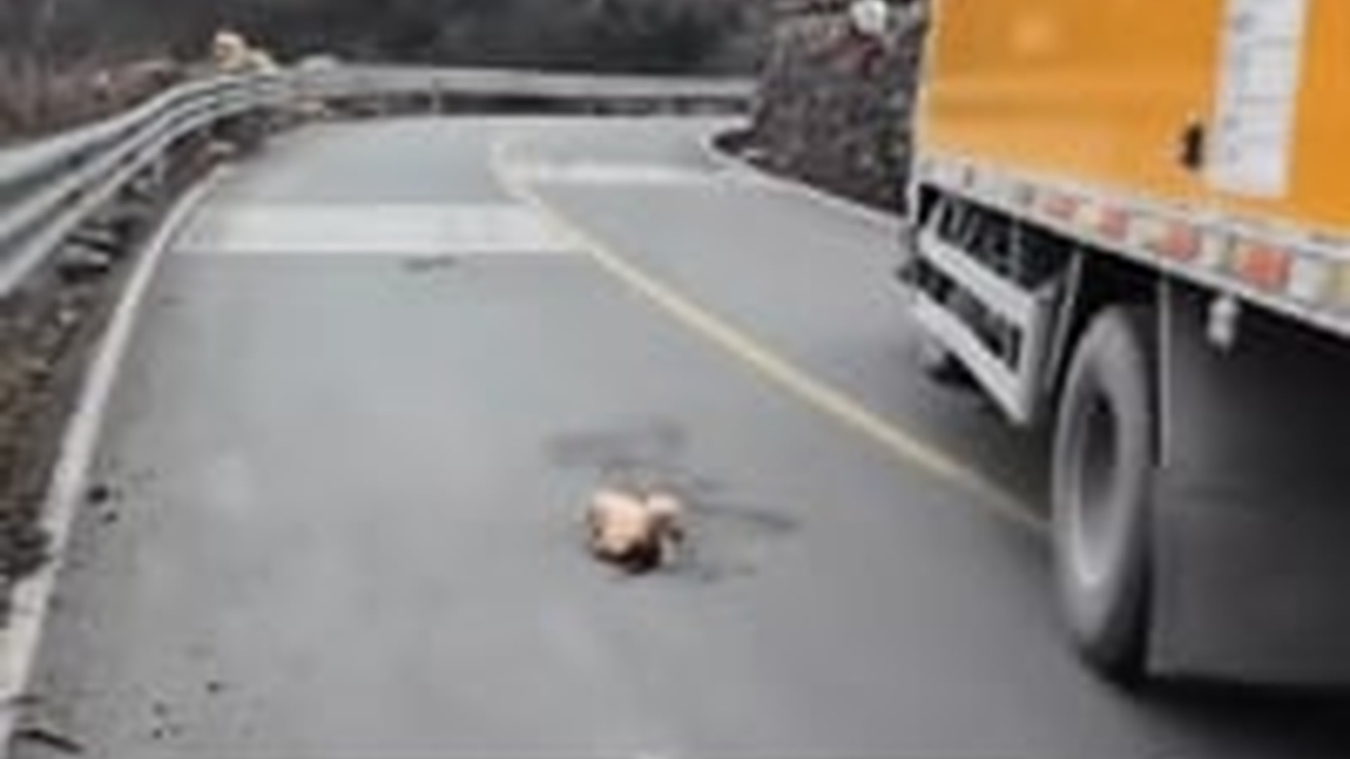 N3003079_Newborn Lamb Found On Road Was Saved Just In Time #animalrescue #saveanimals