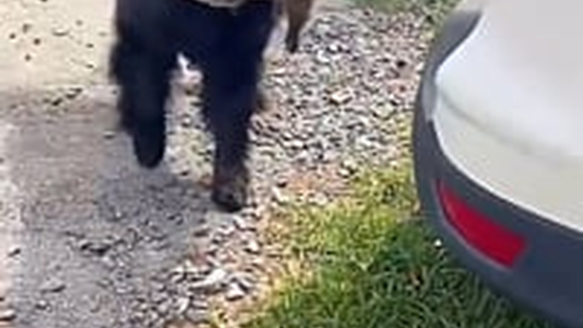 N3003082_Family Rushed To Save A Dying Squirrel Attacked By A Dog And Gave It A Chance To Live #animalrescue #wildlife