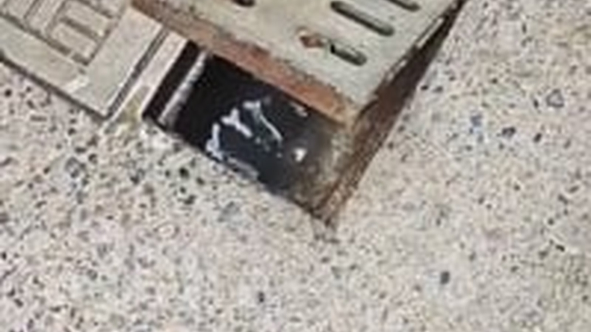 N3003084_Tiny Kitten Trapped Deep Inside A Sewer Cried In Fear Until Someone Finally Saved It #rescuedcat #animalrescue