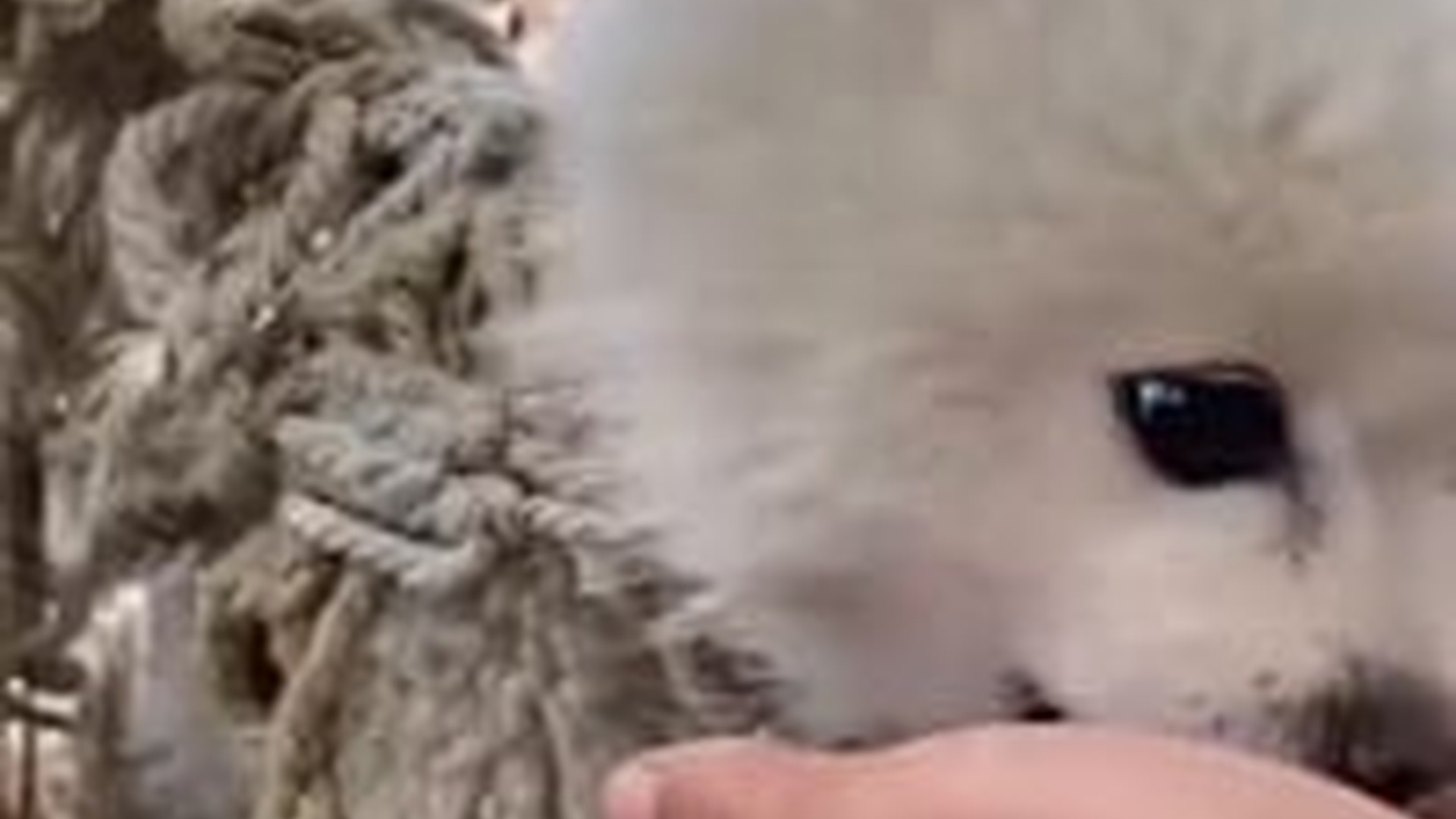 N3003087_Pomeranian Puppy Tangled In A Tight Net Struggled To Escape Until Rescuers Freed Him #rescuedog #animalrescue