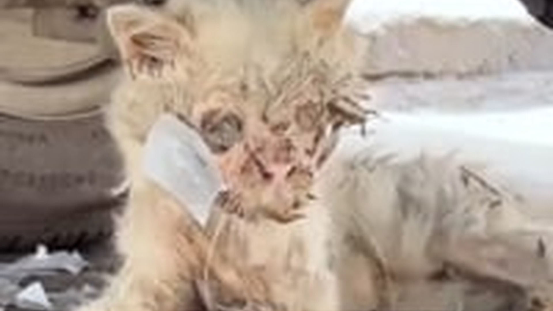 N3003092_Blind Cat Could Not See But Still Wanted To Live #catrescue #saveanimals