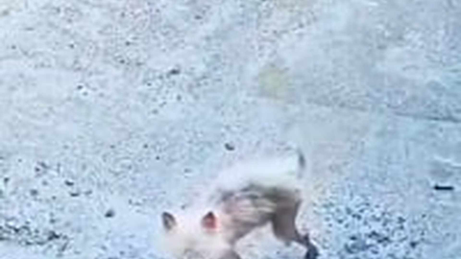 N3003098_Kind Boy Adopted Homeless Dog And Changed Its Life #dogrescue #saveanimals