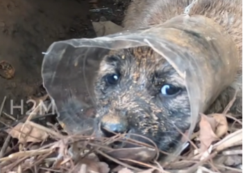 N0103034_On My Way Home I Heard a Desperate Cry That Led to a Heartbreaking Rescue