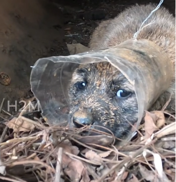 N0103034_On My Way Home I Heard a Desperate Cry That Led to a Heartbreaking Rescue