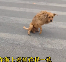 N0603014_A Poor Dog Waiting Silently for Someone Kind to Save Him