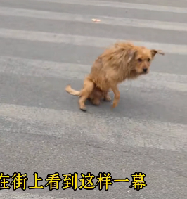 N0603014_A Poor Dog Waiting Silently for Someone Kind to Save Him