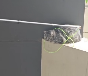 N0903021_A Poor Cat Finally Saved After Suffering Alone for So Long