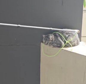 N0903021_A Poor Cat Finally Saved After Suffering Alone for So Long