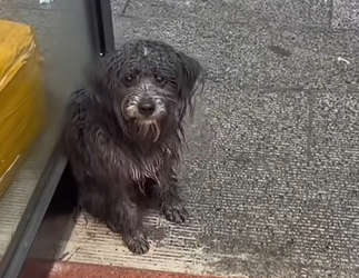 N1203069_One Look into This Dog Eyes Told the Whole Story