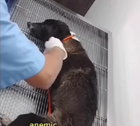 N0203107_Wounded and Forgotten He Waited for Help That Never Came