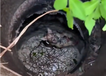 N1303063_Little Puppy Was Saved Just In Time Before It Was Too Late #puppyrescue #animalrescue