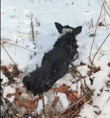 N1503009_Little Dog Fell Into Hole And Could Not Get Out Alone #dogrescue #saveanimals
