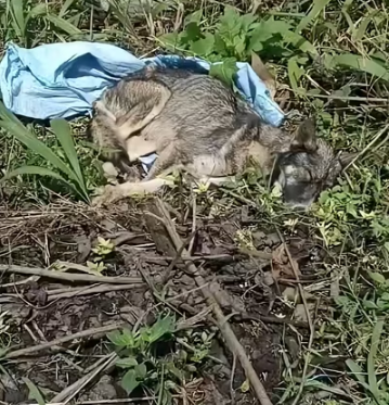 N1203052_This Poor Cat Waited Quietly for Someone to Notice #animalrescue #rescuedcat