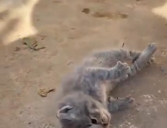 N0203108_Young Man Saved a Frozen Kitten Stiff from the Cold