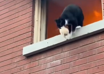 N1703033_Brave Cat Carried Tiny Kitten To Safe Place #catrescue #animalrescue