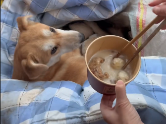 N0603013_The Moment a Forgotten Dog Finally Found Someone Who Cared