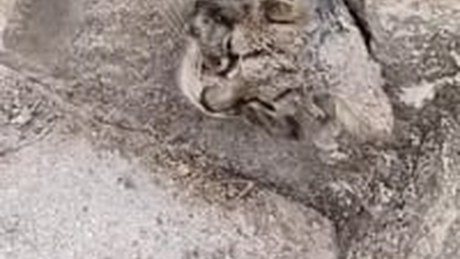 N0104049_Kitten Stuck In Vent Could Not Escape Alone #catrescue #saveanimals