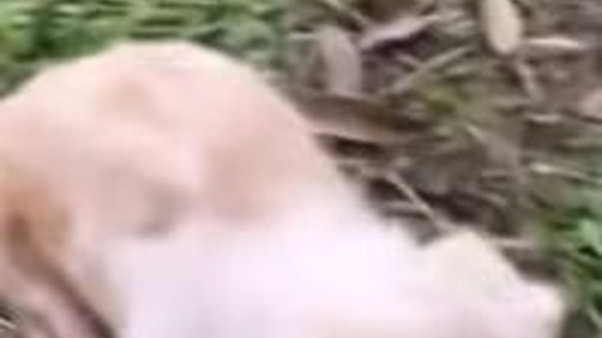 N0304009_Helpless Dog Left Alone Without Shelter Finally Found Safety In Caring Hands #rescuedog #saveanimals