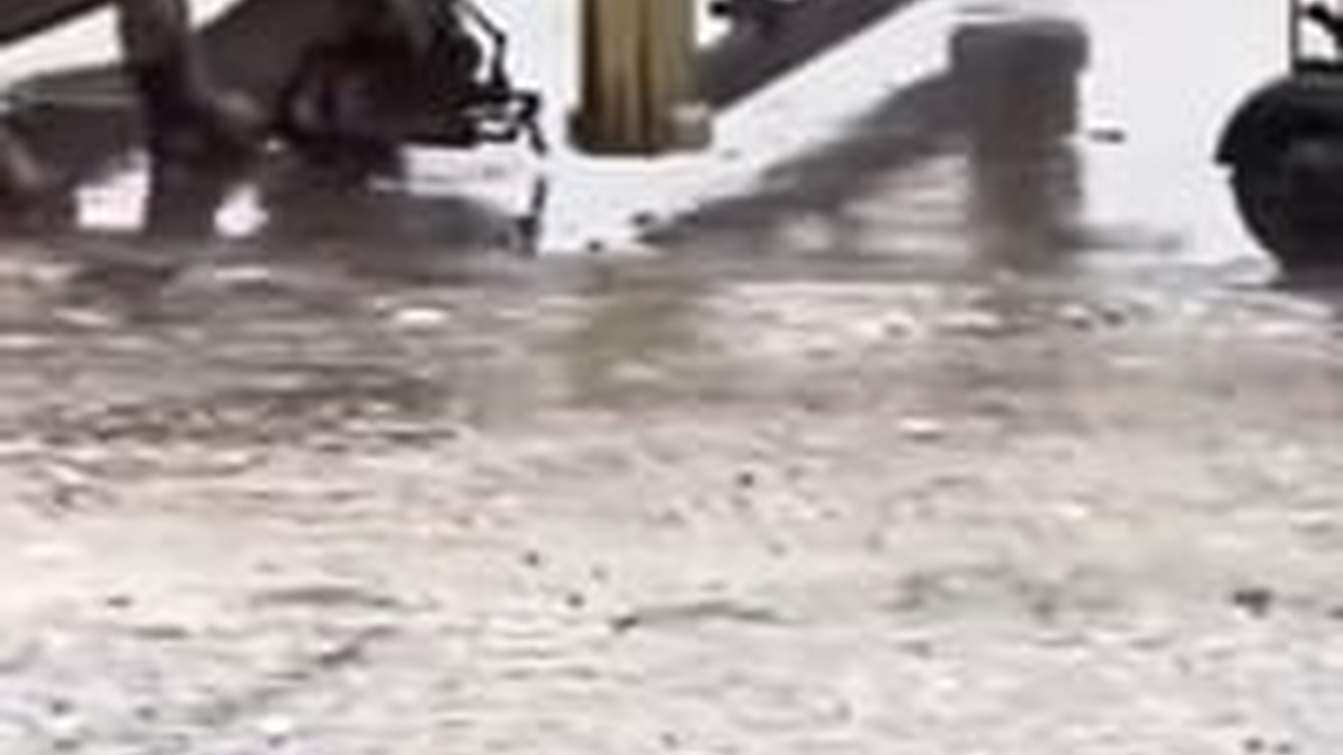 N0304040_Poor Dog Endured Terrible Pain With An Iron Clamp Until Rescuers Freed Him #rescuedog #animalrescue