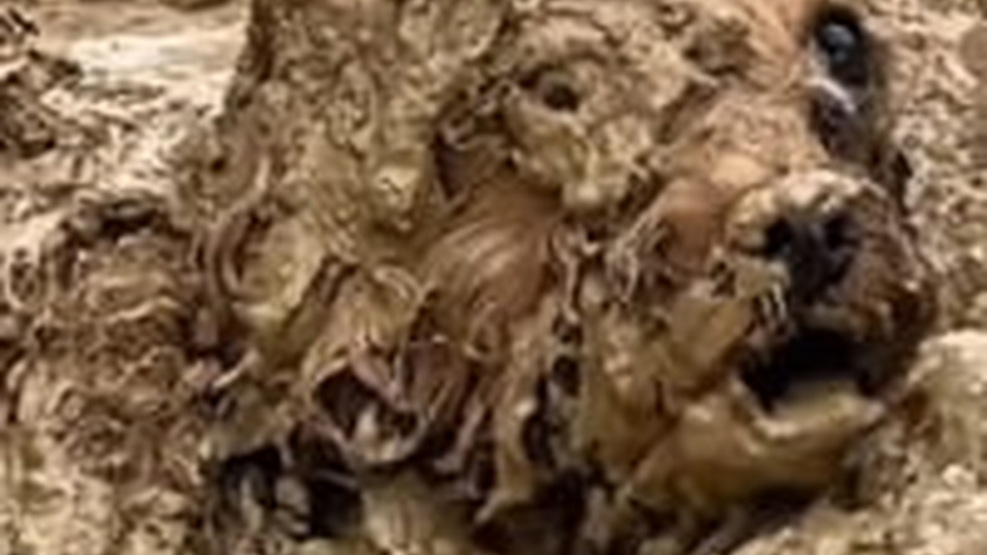 N0304041_There is dog lying in mud unable to move. #d