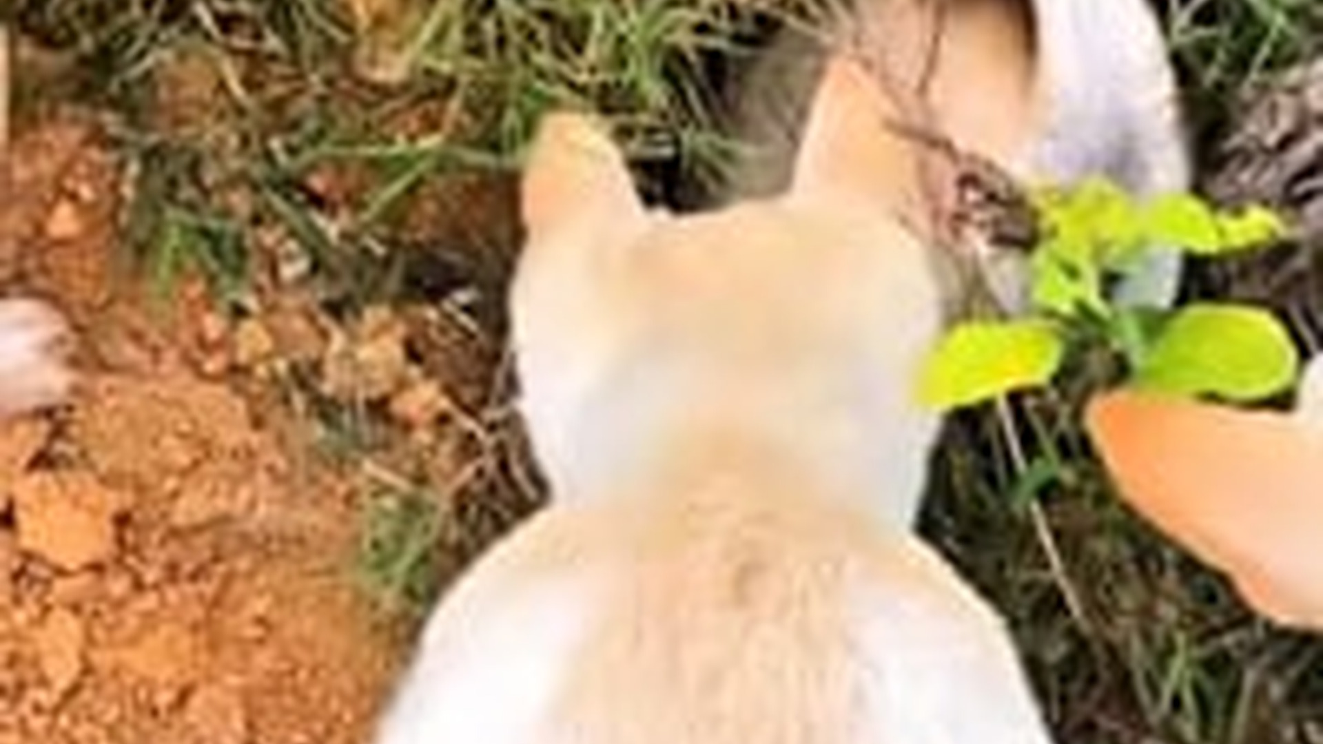 N0304045_Helpless Dog Crying For Help Alone Finally Found Someone Who Refused To Ignore Him #rescuedog #animalrescue