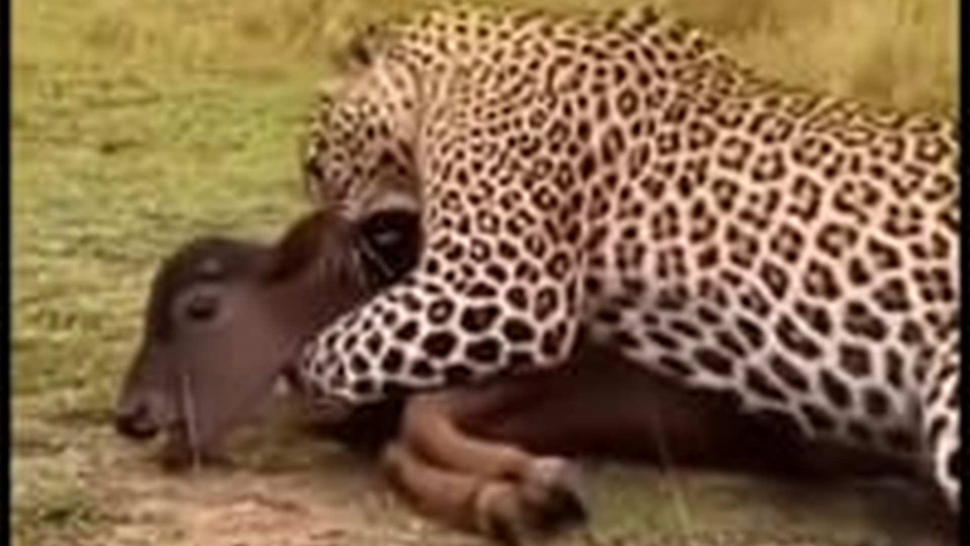 N0304069_calf on edge of death! Final battle again#animalrescue #wildlife