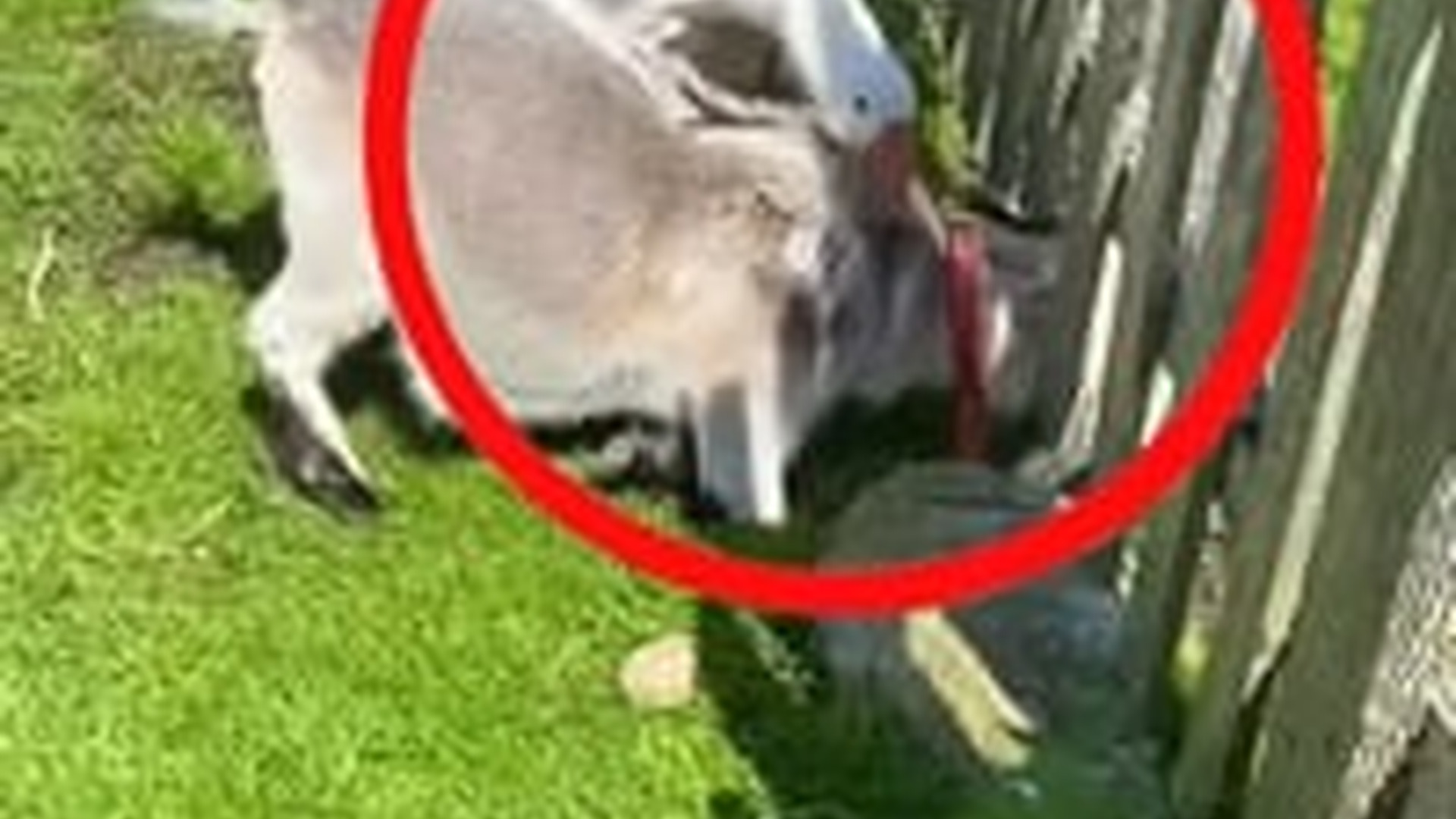 N0304073_Frantic Flapping Wings Led Me To A Trapped Bird Struggling In Fear And Pain #animalrescue #wildlife