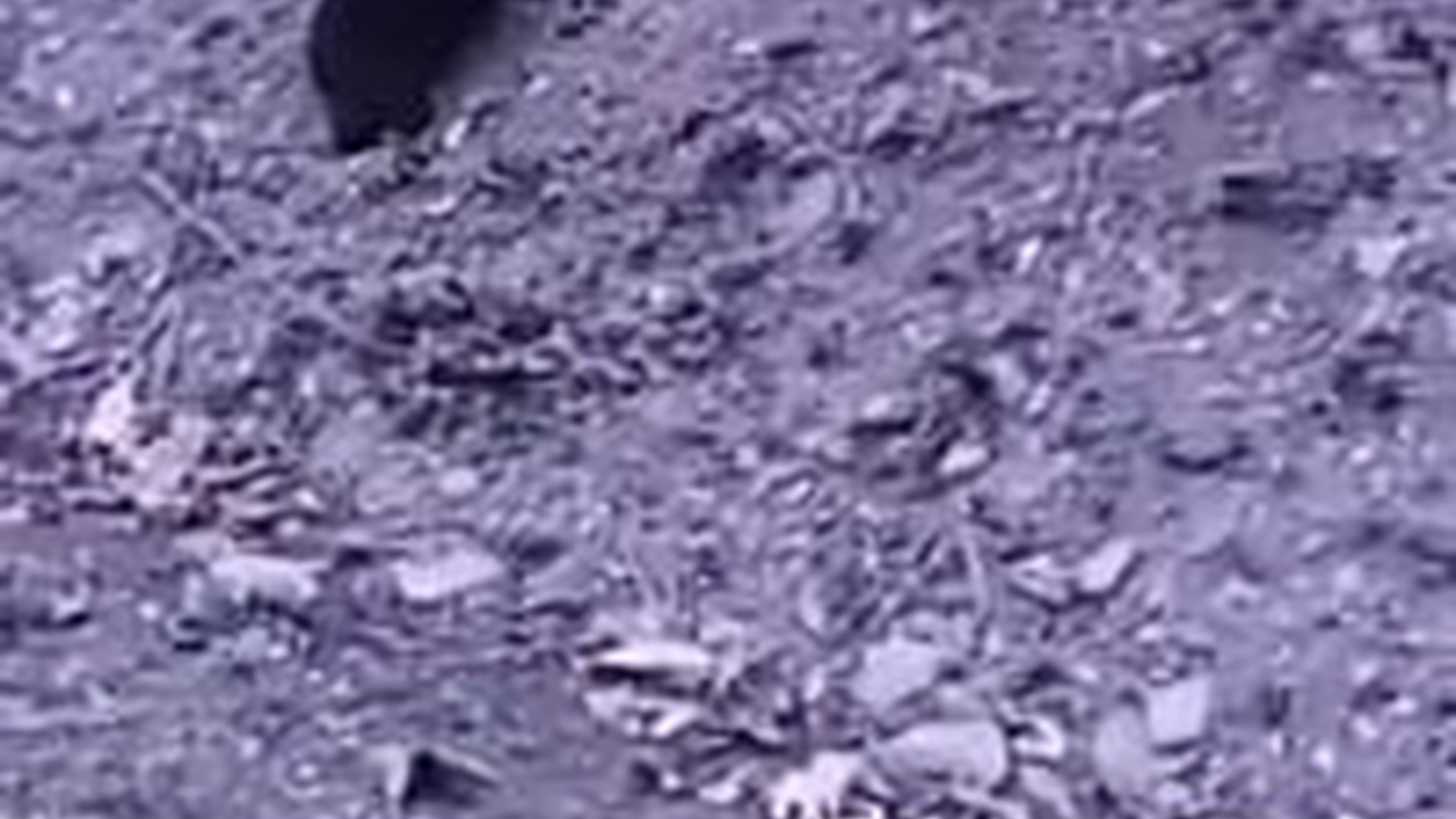 N0404069_Bear Cub Separated From Its Mother Struggled Alone Until Rescue Reunited Them #rescuebear #wildlife