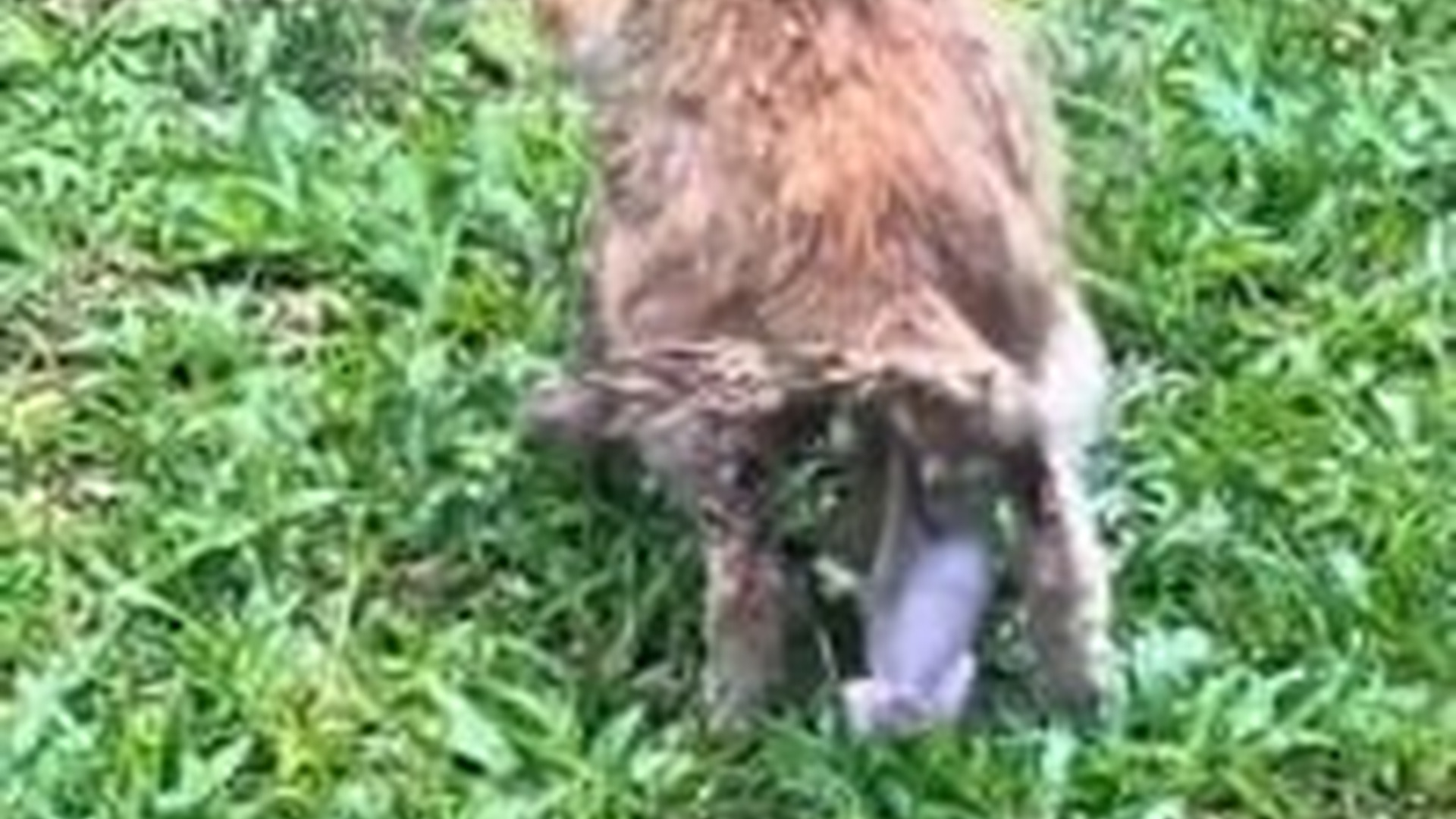 N0404070_Stray Cat Gave Birth To Kitten By The Road Struggling To Keep Them Safe #rescuedcat #animalrescue