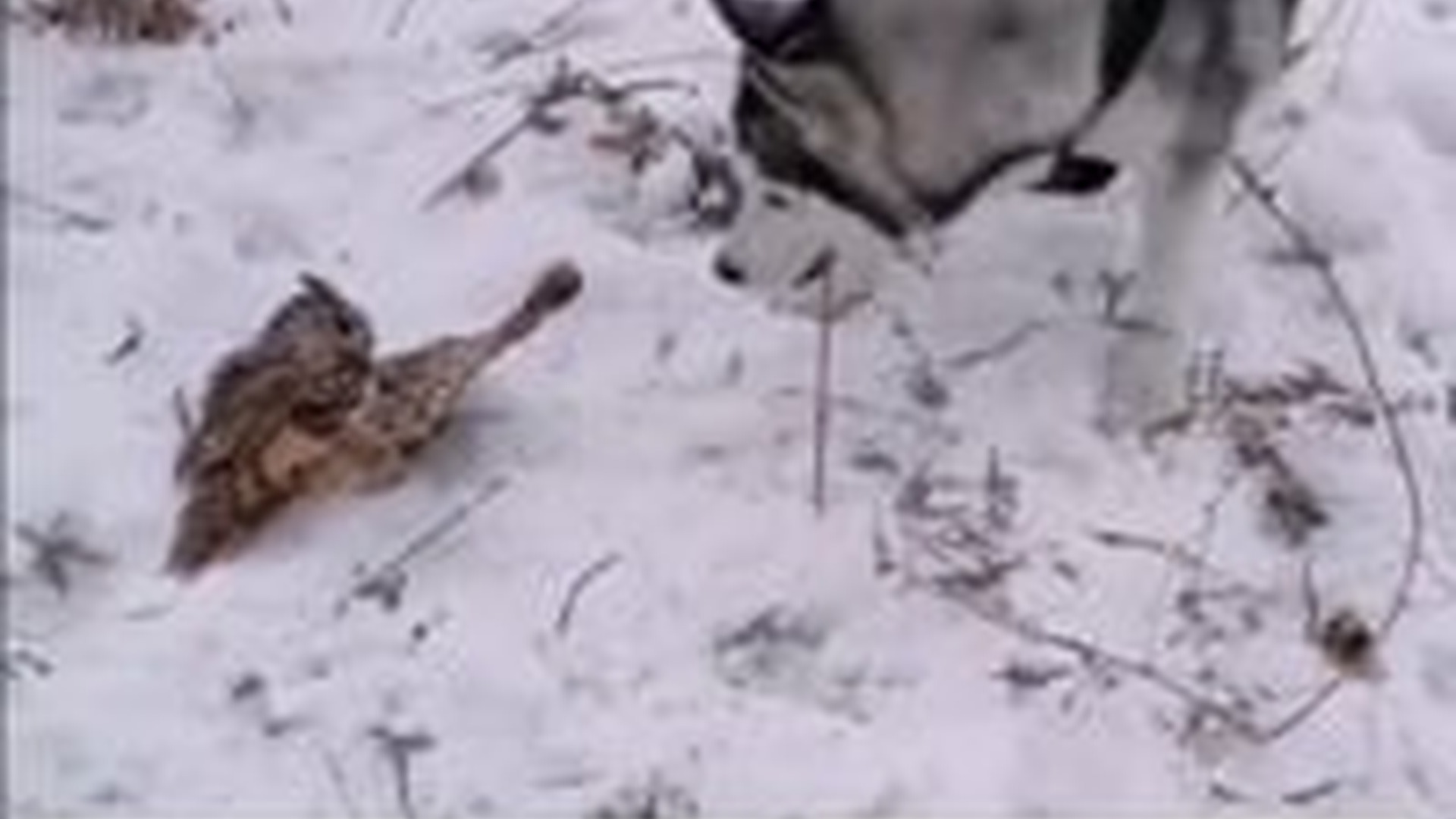 N0404075_Dog Found An Owl In Snowy Woods Struggling To Survive Until Help Arrived #rescuedanimal #animalrescue