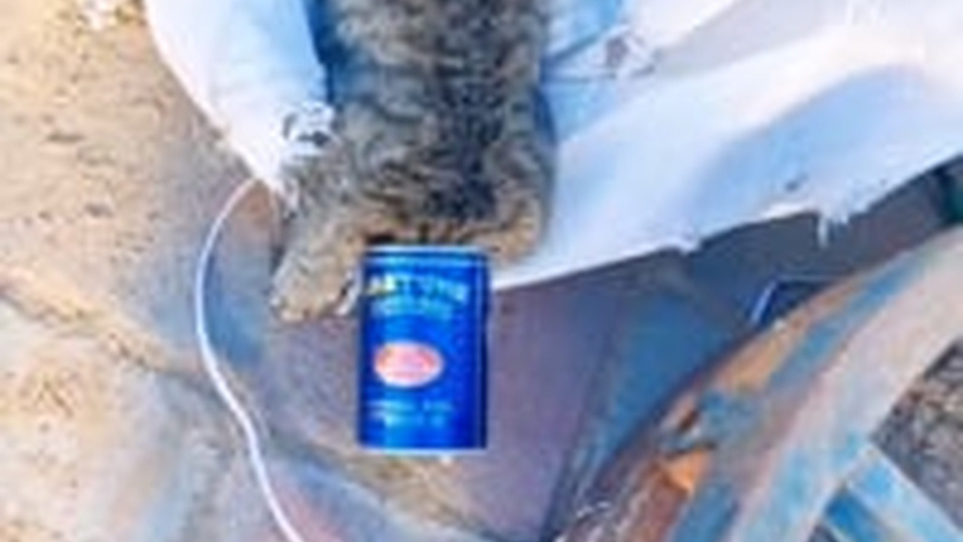 N0704010_Hungry Stray Kitten Searching For Food Was Finally Rescued And Given Hope Again #rescuedcat #animalrescue