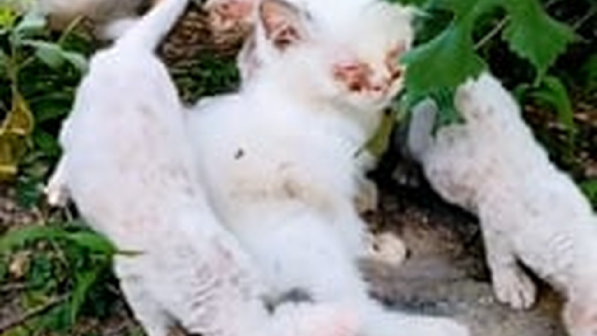 N0704011_Five Stray Kittens Were Found Alone In The Wild And Rescued Just In Time #rescuedcat #animalrescue