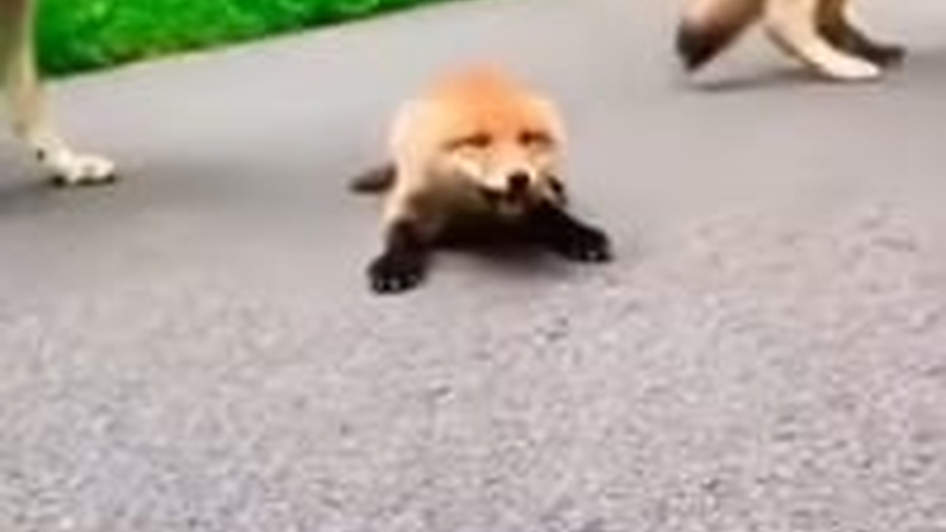 N0704013_Witness the painful journey of a tiny soul struggling to survive against all odds #animalrescue #saveanimals