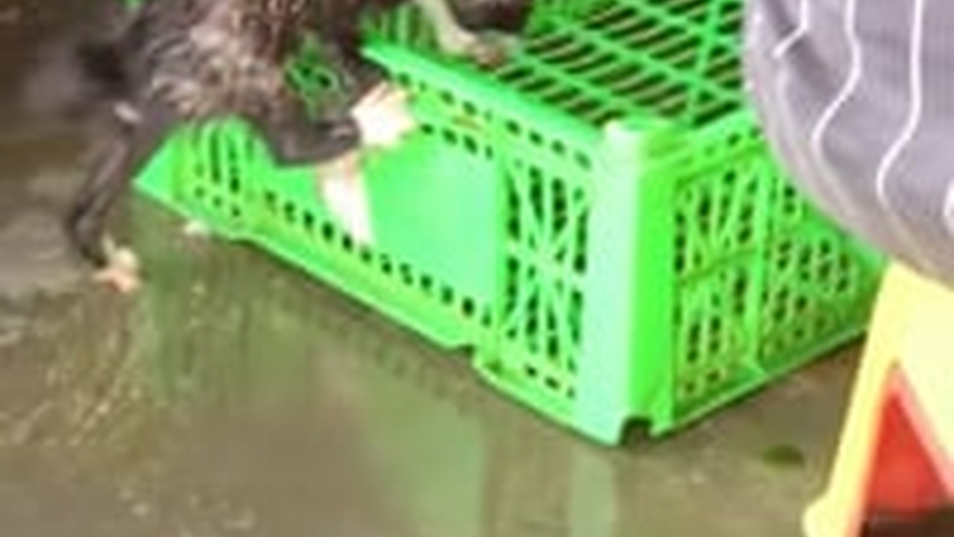 N0704014_Abandoned Black Cat Left Alone At The Market Waited Weakly For Someone To Notice #rescuedcat #animalrescue