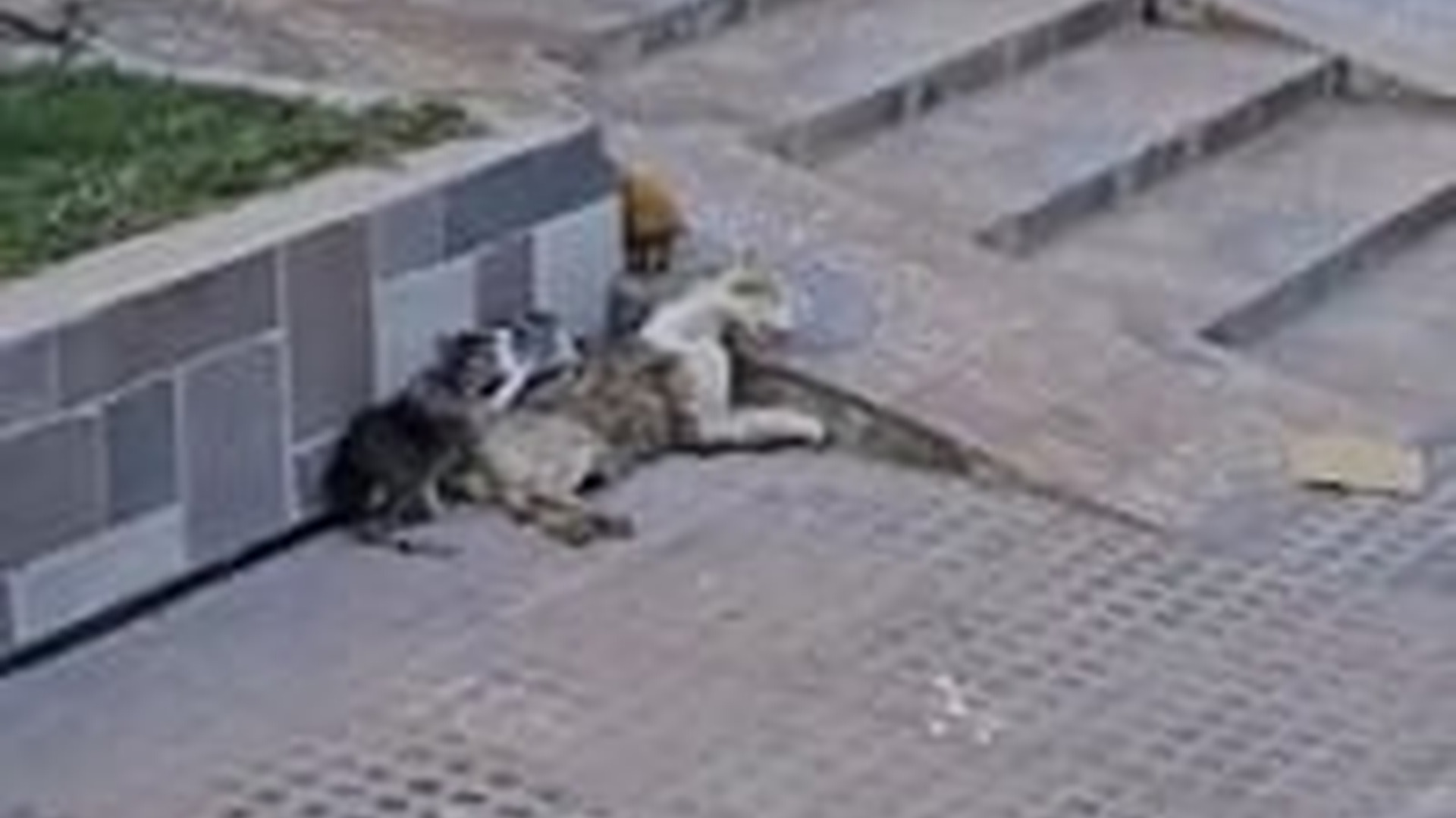 N0704016_Family Cat In Serious Danger Was Saved Thanks To Quick And Caring Rescuers #rescuedcat #animalrescue